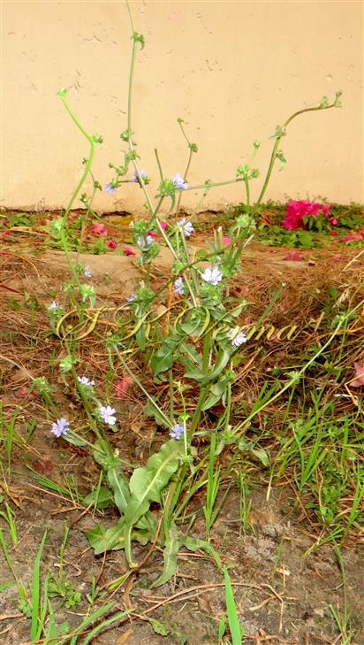  Plant
